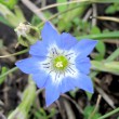 ハルリンドウの花
