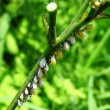 花についた虫