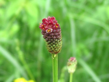 ワレモコウの花