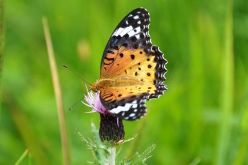 ツマグロヒョウモン – 阿蘇草原デジタルずかん