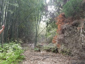 （山林）竹林