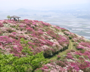 長寿ヶ丘つつじ公園のつつじ