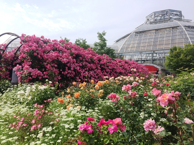 Rose0525 阿蘇市ホームページ