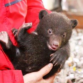 動物ふれあい