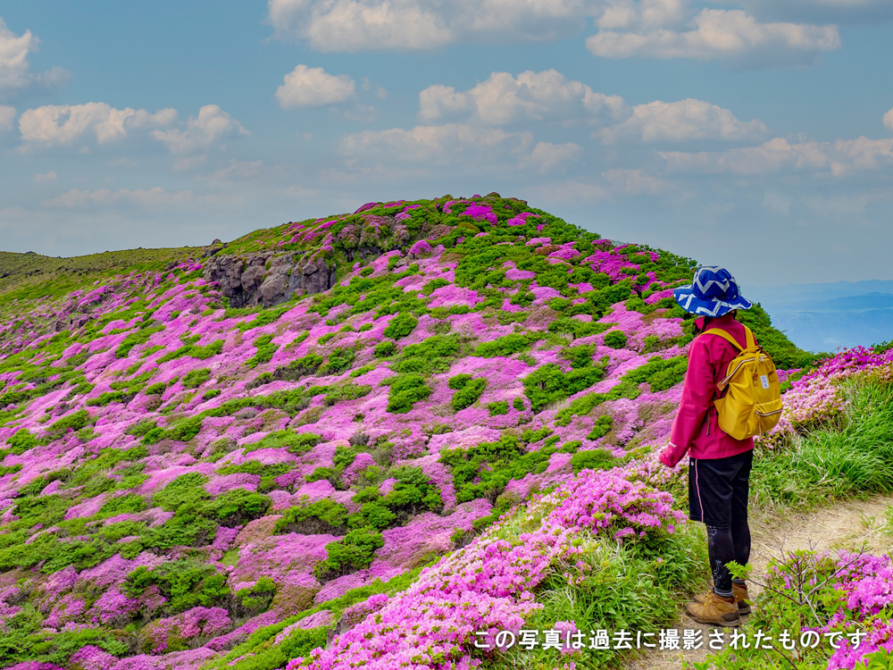 大切な人へのギフト探し 阿蘇の花々開花状況（バラ・スズラン・ミヤマキリシマ）2025 芸術写真