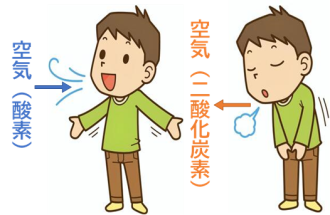 呼吸図